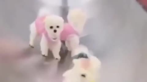 Baby Puppies Playing #Short Video