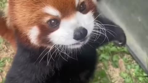 Have you ever seen a Red Panda🥰♥️