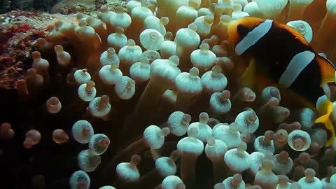 Two fish playing on the coral reef