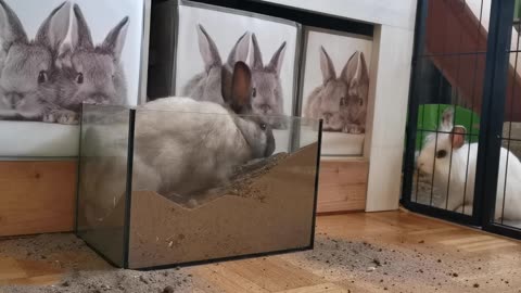 Rabbits Digging Bottle Of Sand