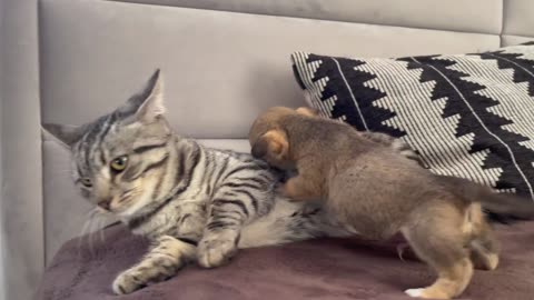 Funny cat reaction on puppies #wow
