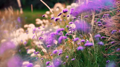 flowers colorful garden video. by MH fun