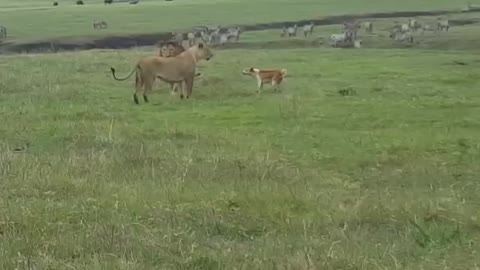 Dog Chasing Lion