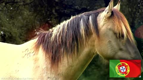 26 Rare Horse Breeds That Could Go Extinct Soon!-8