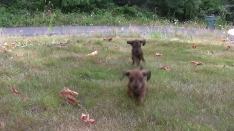 Dachshund - Cute 6 Week Old Puppies