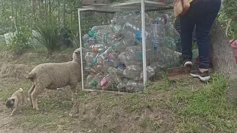 Sheep Plays Tag With Owners