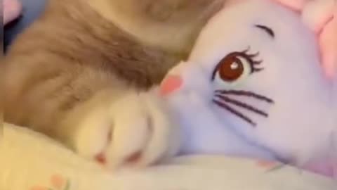 Cute cats video compilation 148