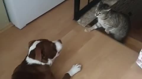 DOG VS CAT FIGHT #DOG #CAT #DOGVSCAT