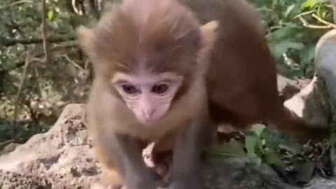 "ADORABLE Overload! Must-See Cute Baby Animals Compilation 🐾"