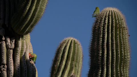 Peach-faced Lovebirds