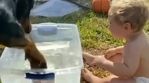 Baby has fun with rottweiler