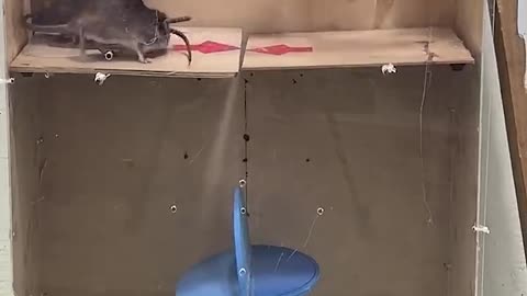 BEST RAT TRAP TECHNIQUE