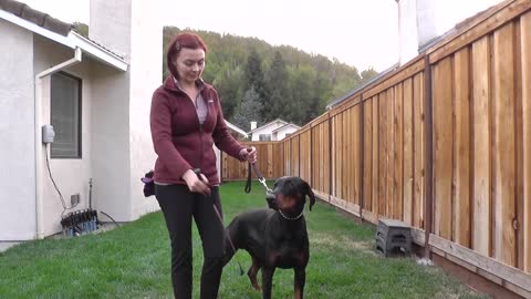 How to train a Doberman in 15 minutes a day: dog stacking training, part 4.