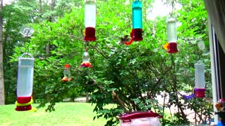 Hummingbirds