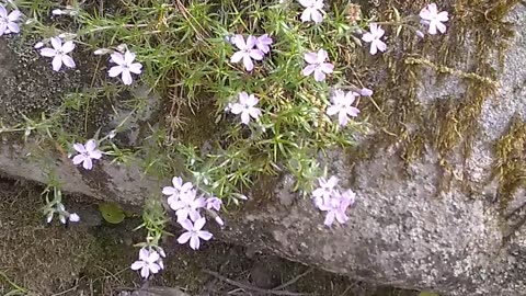 Moss Phlox