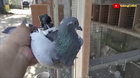 Shock! We attached a Gopro to the pigeon and look at the city through its eyes!