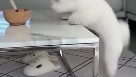 funny cat video😂😂