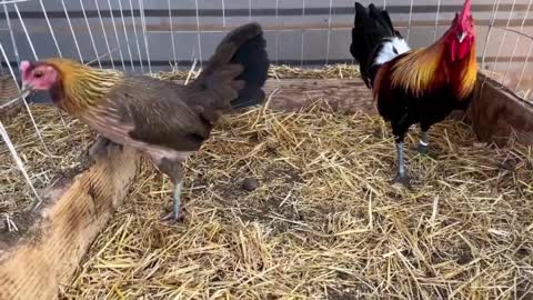 Yellow leg hatch Pumpkin Sweater - SPARTAN FARM