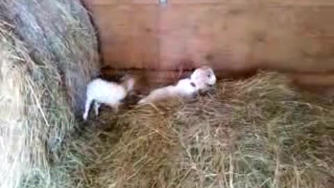 Baby Goat Happy Dance