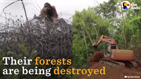 Orangutans Are Losing Their Forest Homes