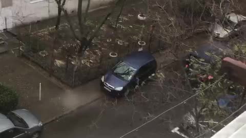 Cat Going for Surprise Ride Bails From Van and Gets Away