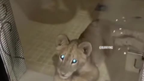 lion is a dog