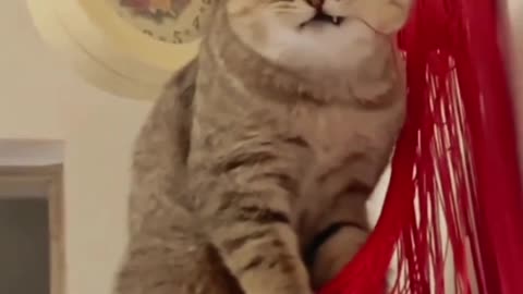 Most amazing funny cats videos