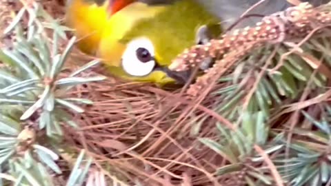 white eye zosterops in same nest as pekin robin bird