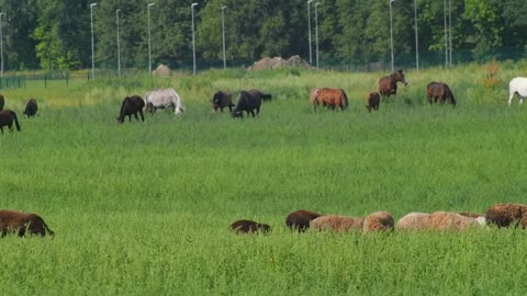 In the foreground are grazing sheep, in the background are grazing horses that are approaching sheep