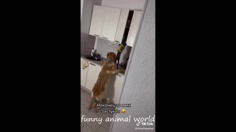 cats fail moments 2024 funny cat videos Funny animal videos try not to laugh