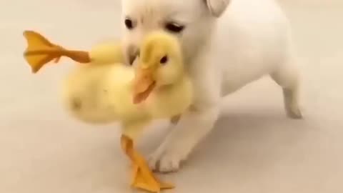 Funny baby dog 🐕 and baby duck 🦆🤣🤩😜 #shorts