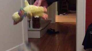 Dog Dances for her Quacking Duck