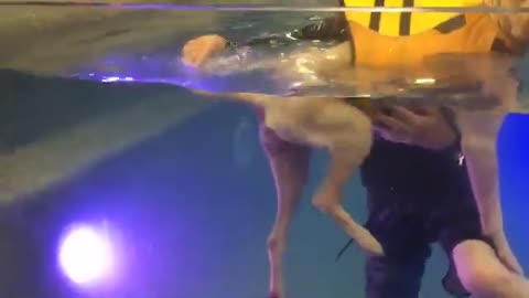 Paralyzed Pit Bull Mix Swims to GET BETTER | The Dodo LIVE*