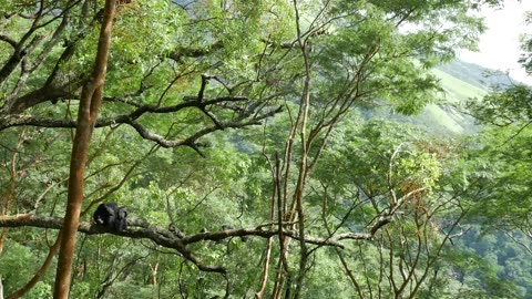 Chimpanzee habitat, Africa's equatorial forest belt.