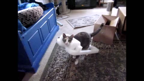 Cat has strange obsession with styrofoam outfit
