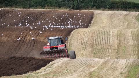 Pløjning Brobygård med Massey Ferguson 7624 og 8 furet plov