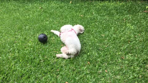 little poodle dog playing in the park