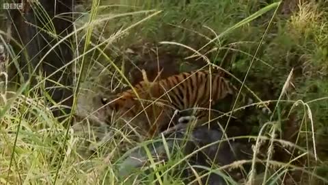 avid Attenborough - Tiger - Spy in the Jungle - BBC Earth_Cut