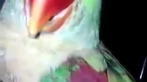 funny video of talking parrot that make you laugh