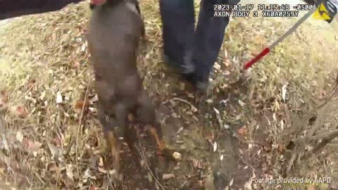 Dog rescue captured on police body cameras at Ann Arbor's Gallup Park