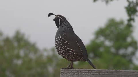 California Quail just appeared on our deck