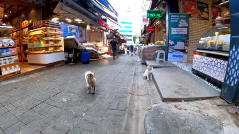 The calico cat I met at the market clings to my leg and is cute