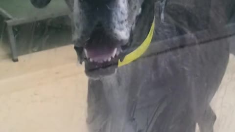 Great Dane "Claps" With Jowls