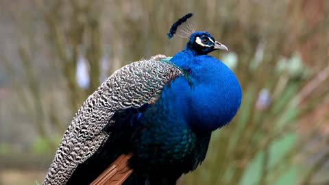 Peacock