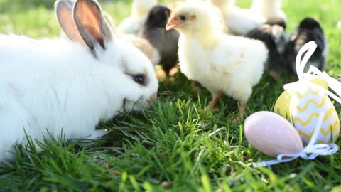 a rabbit with his cute friend