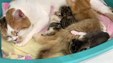 Newborn kitten mistook foster sister for mother cat