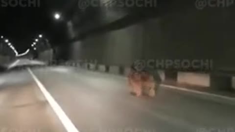 A bear broke into a car tunnel in Sochi