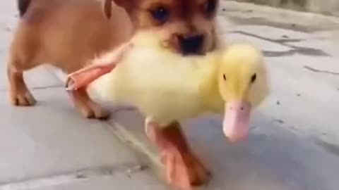 Dog and Duck FRIENDS !!
