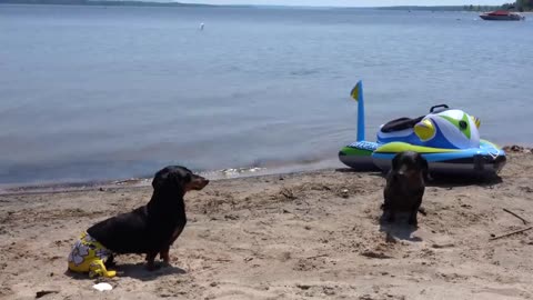 Crusoe the Dachshund Lifeguard - Funny Dog at the Beach!