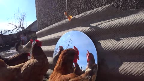 Смешное видео с курицей